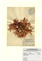 藏品(增生盾果藻)的圖片